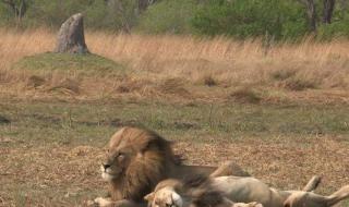 动物世界狮子与老虎