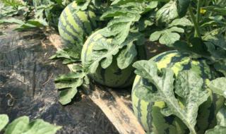 迷你小西瓜手工教程