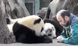 饲养员遭大熊猫撕咬