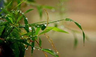 三月里的小雨原唱